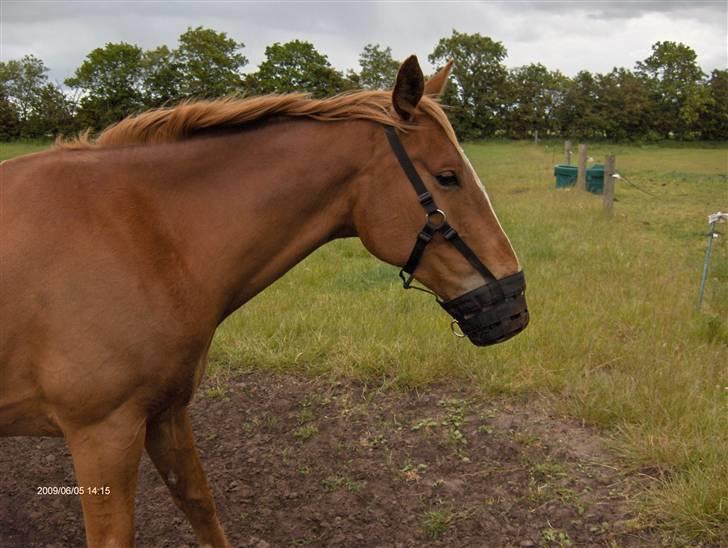 Anden særlig race Senior Lokos billede 18