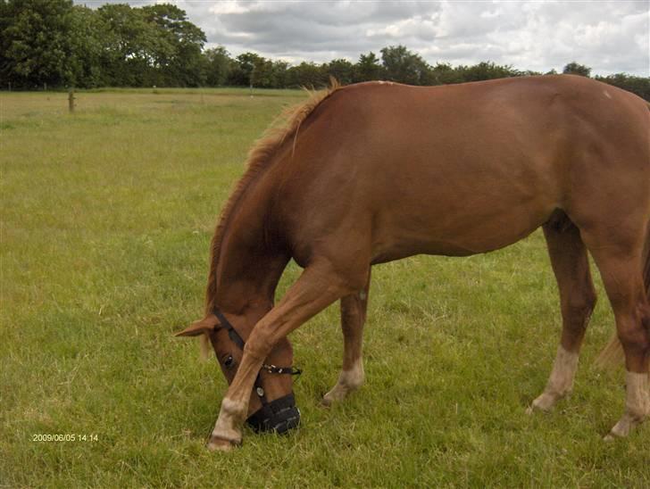 Anden særlig race Senior Lokos billede 19