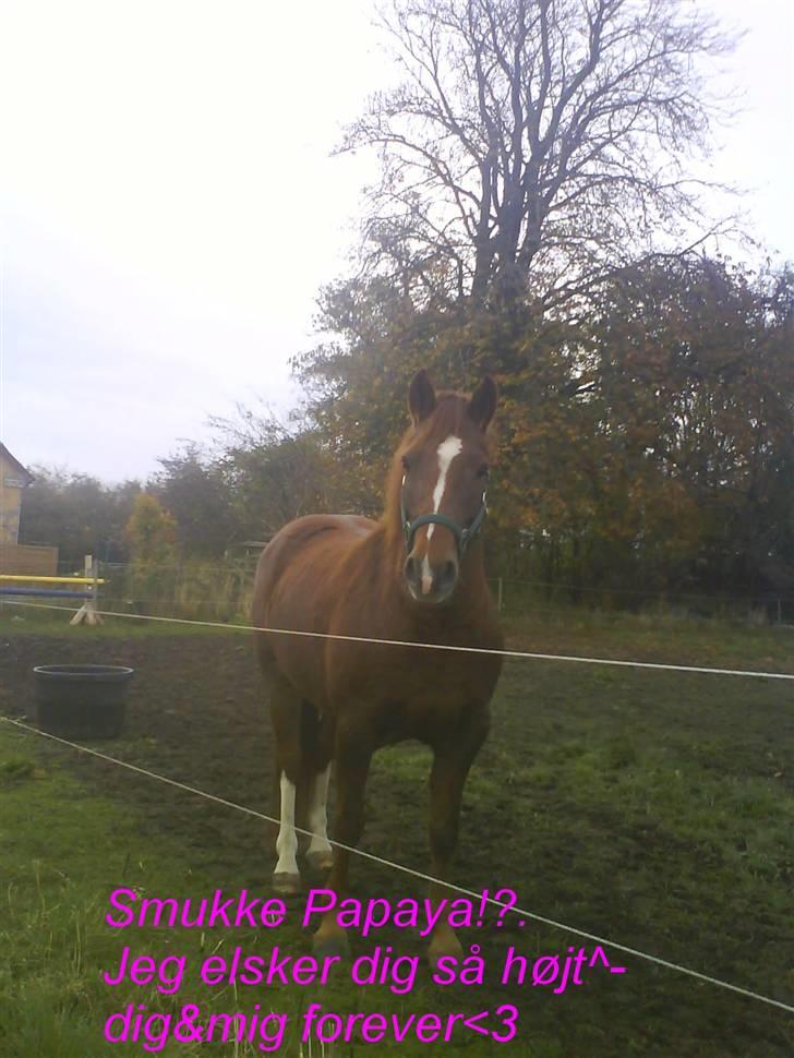 DSP Papaya. billede 1