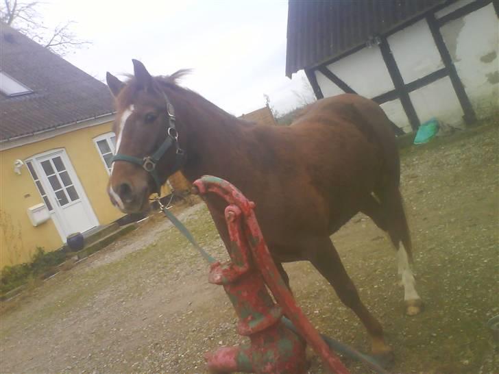 DSP Papaya. billede 2