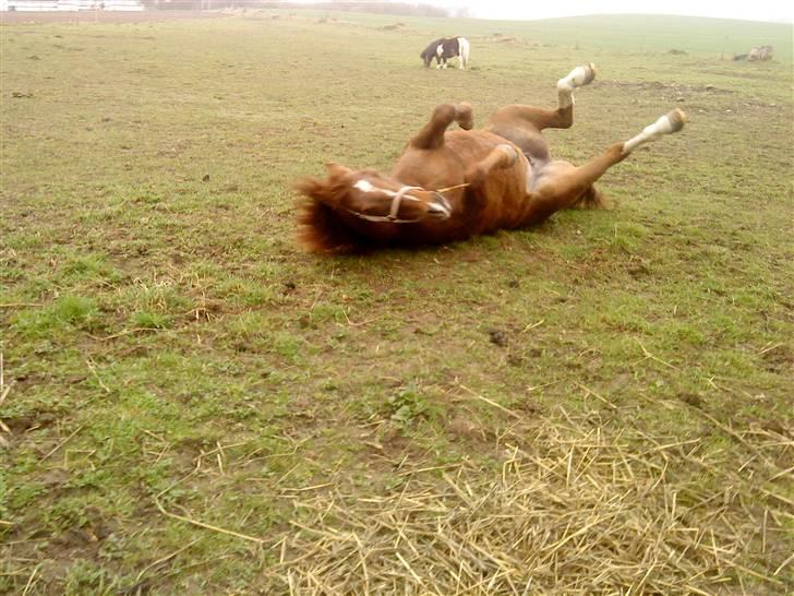 DSP Papaya. billede 3