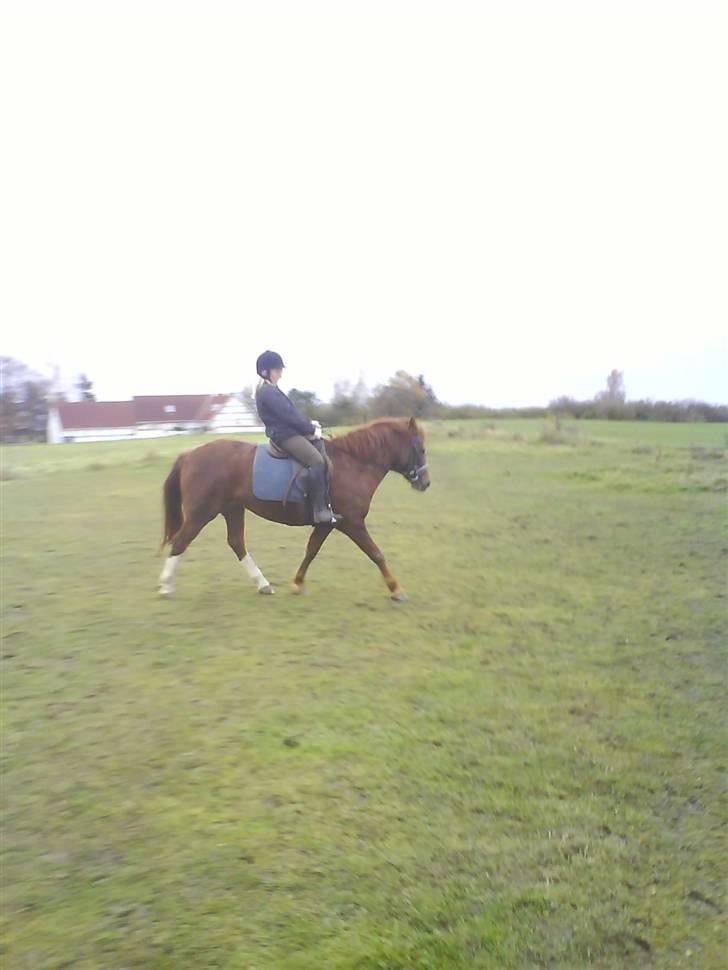 DSP Papaya. billede 4