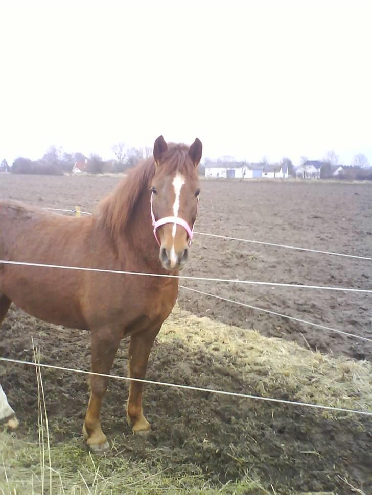 DSP Papaya. billede 5