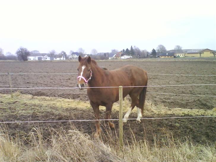 DSP Papaya. billede 6