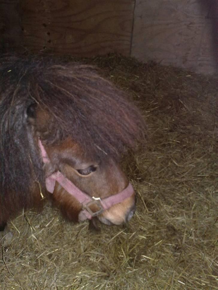 Miniature Lady...SOLGT! billede 7