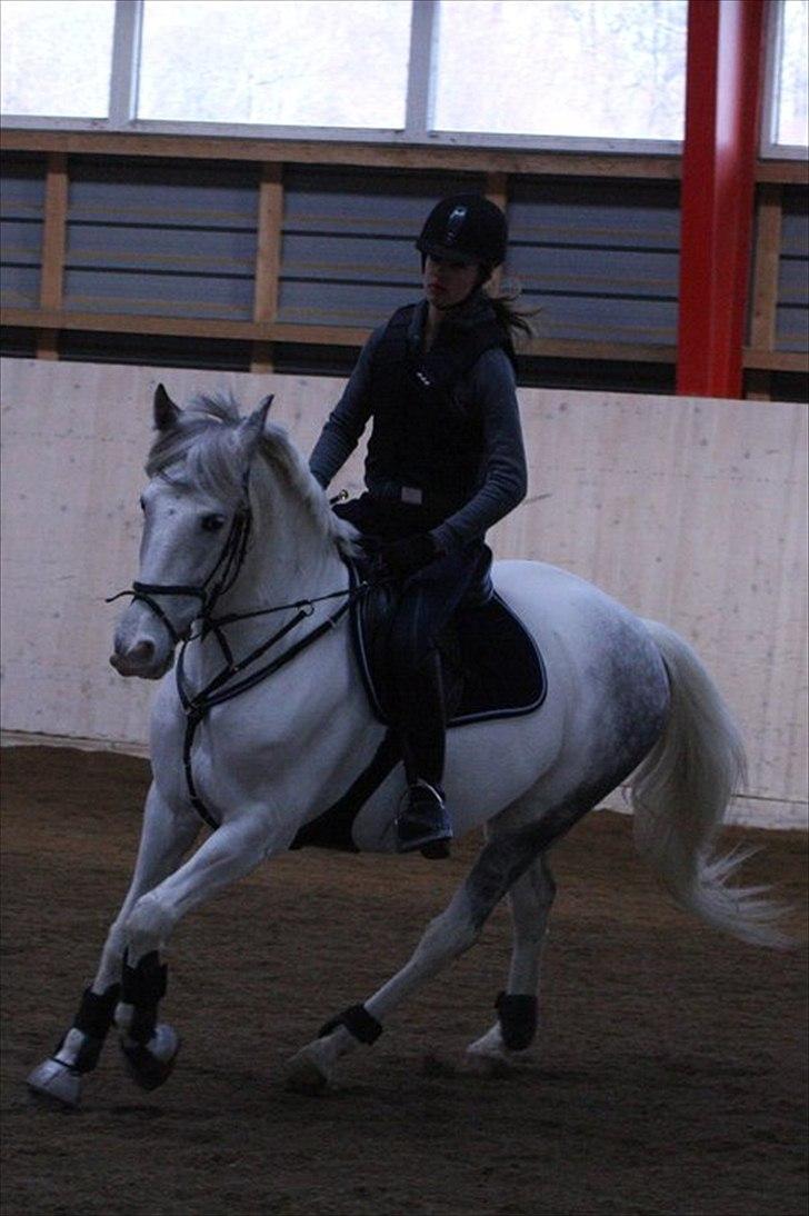 Hollandsk Sportspony  JUANOS (JOENS) <3 - Opvarmning til spring :) foto: Nina Schølz :) billede 14