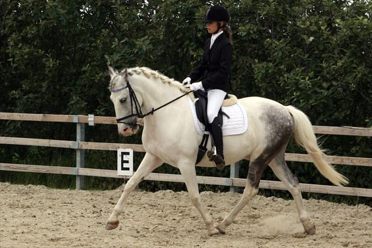 Hollandsk Sportspony  JUANOS (JOENS) <3 - du er alt for mig? foto: Nina Schølz :) billede 16