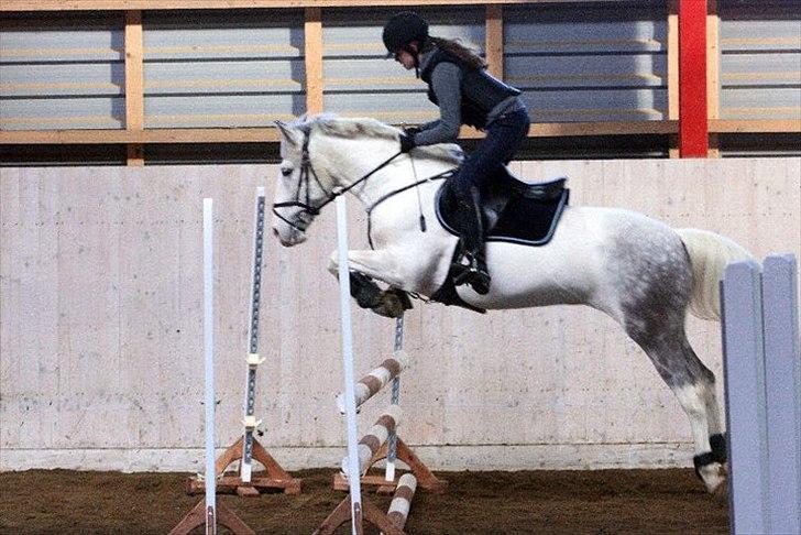 Hollandsk Sportspony  JUANOS (JOENS) <3 - Undervisning v. sønke :)  billede 13