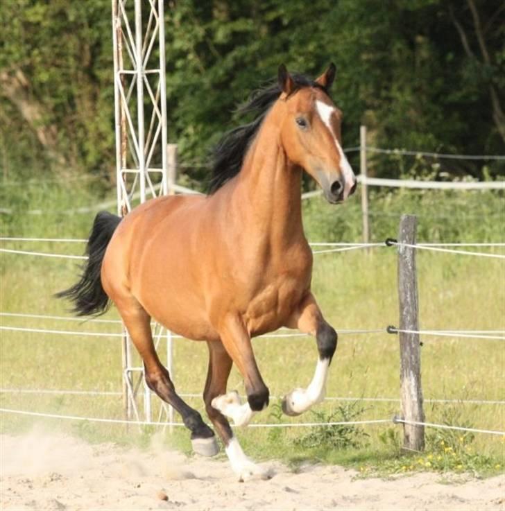 Hackney Margie *solgt* billede 6