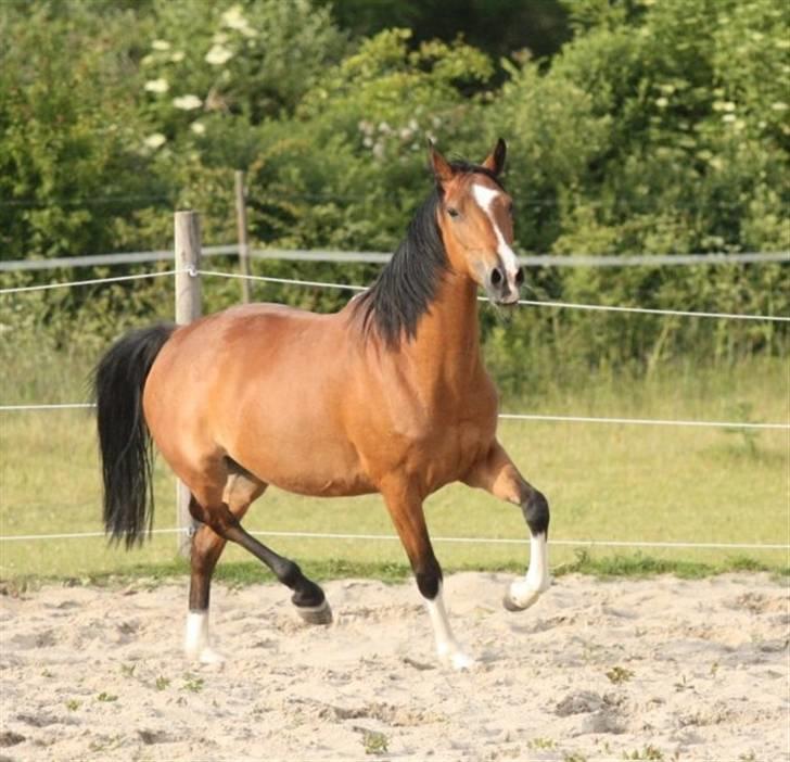 Hackney Margie *solgt* billede 8