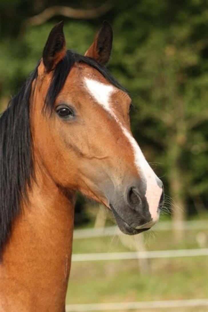 Hackney Margie *solgt* billede 11