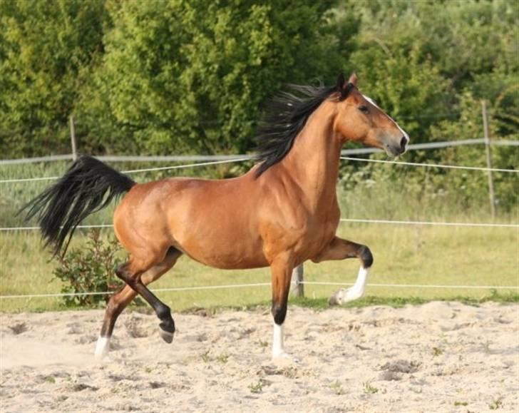 Hackney Margie *solgt* billede 15