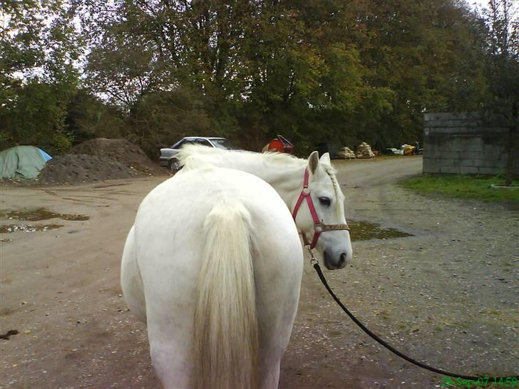 Anden særlig race Sjizzi  *solgt* billede 10