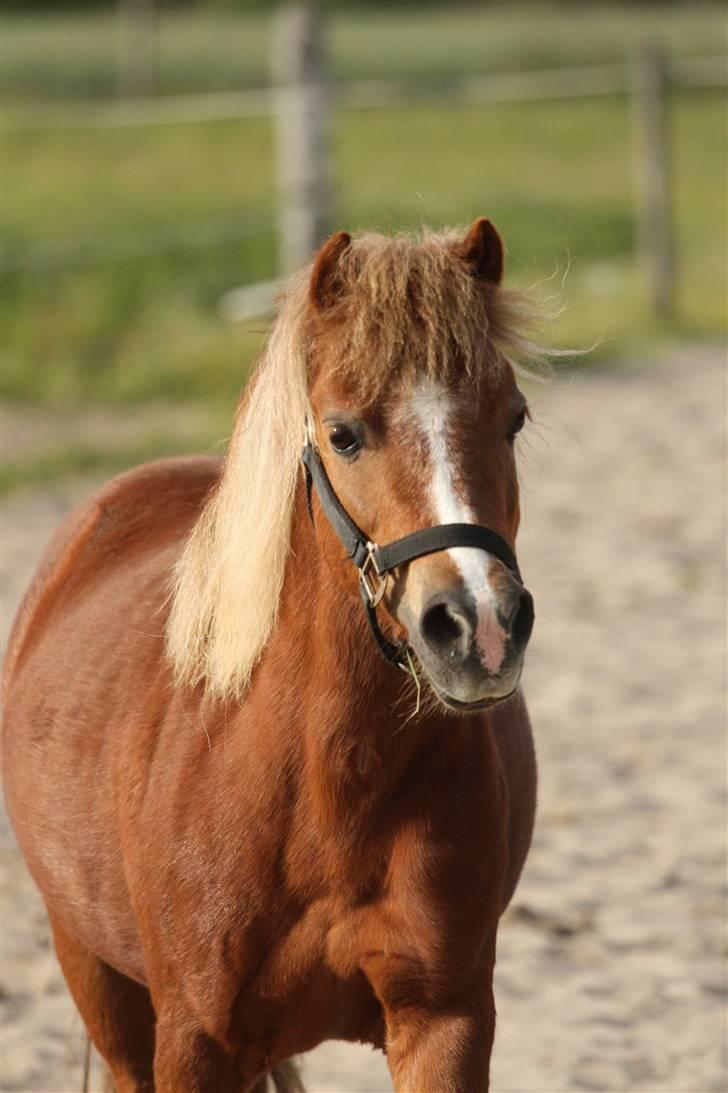 Anden særlig race Min egen Katinga<3 - NYT billede 16