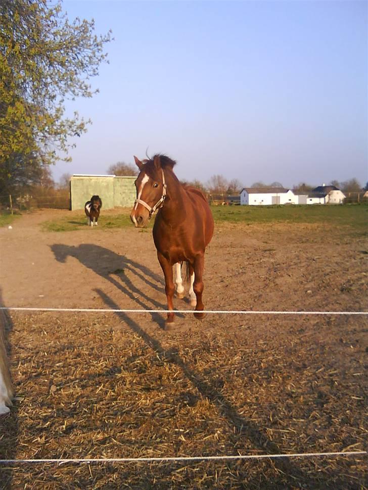 DSP Papaya. billede 7