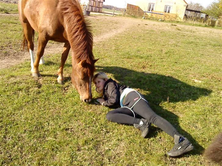 DSP Papaya. billede 8