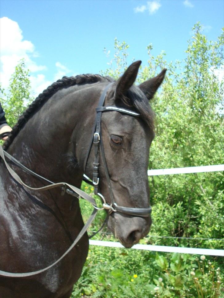 Frieser altruida k - Smuk,smuk,smuk..... billede 1