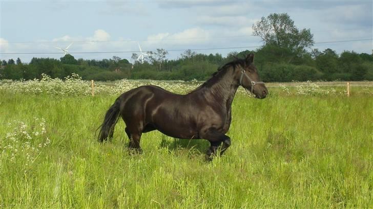 Frieser altruida k - sikke en gangmaskine.... billede 2