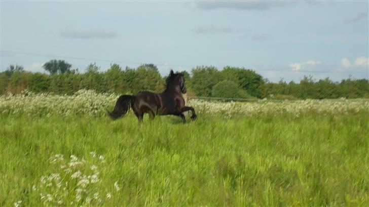 Frieser altruida k - fuld gas.....;-) billede 4