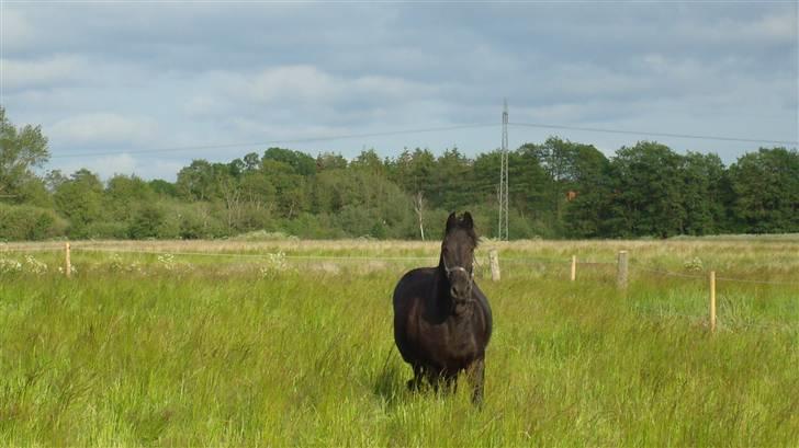 Frieser altruida k - Jeg har ikke travlt, men er på vej..... billede 5