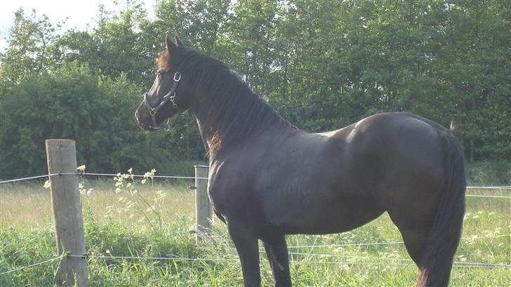 Frieser altruida k - sikke en udsigt - min første morgenstund i den nye flok:-) billede 6