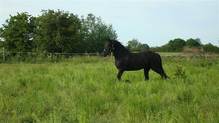 Frieser altruida k - Ja kan man sige andet end: pragtfuldt stemningsbillede...... billede 8