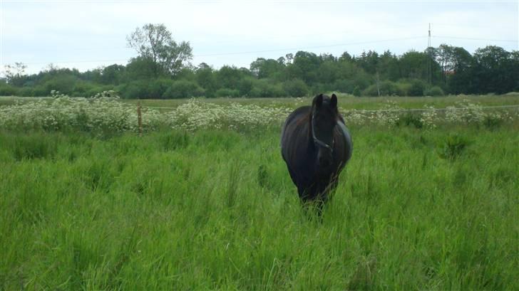 Frieser altruida k - slaraffenland med alt det græs - det er mit sammen med mine 3 veninder...WOW..... billede 10