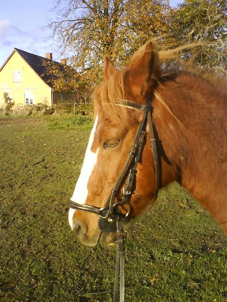 Anden særlig race Kalinca. billede 1