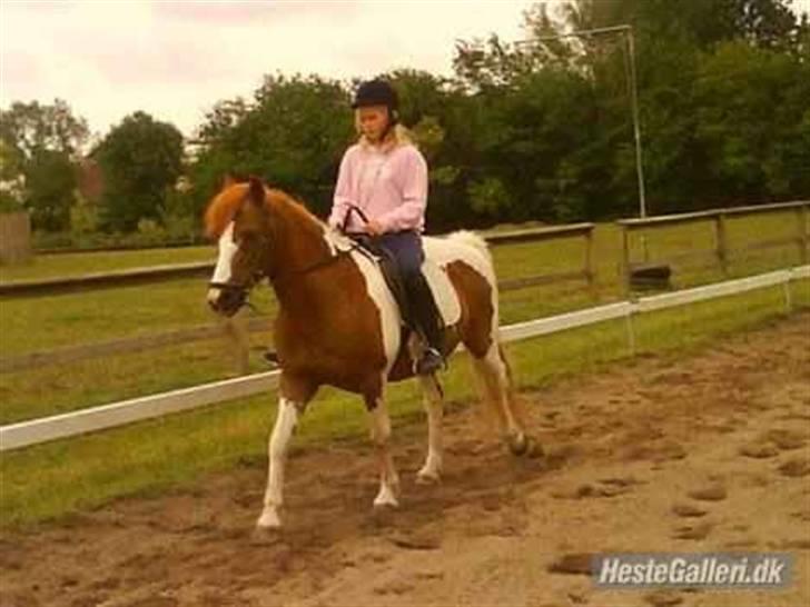 Anden særlig race Kalinca. billede 2