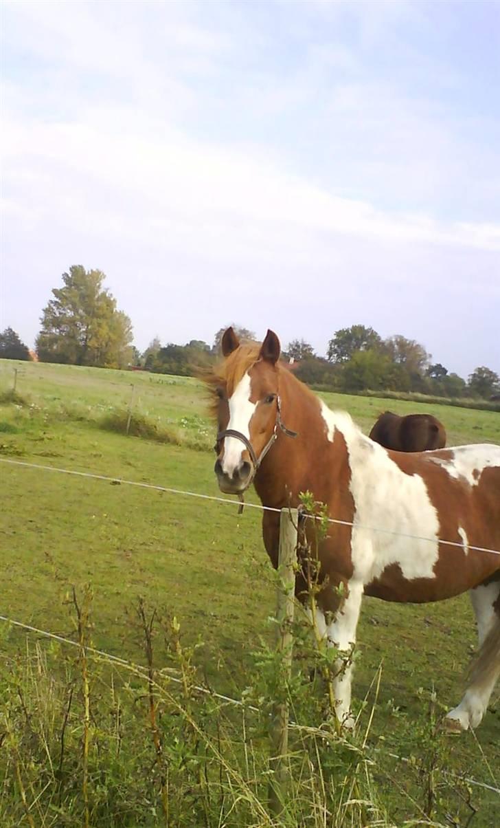 Anden særlig race Kalinca. billede 3