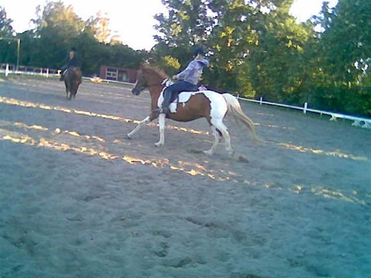 Anden særlig race Kalinca. billede 4