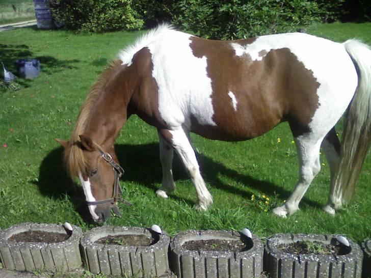 Anden særlig race Kalinca. billede 6