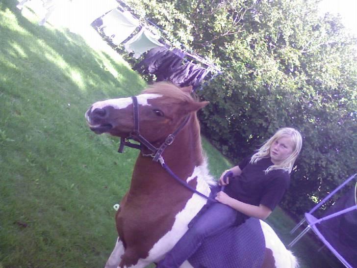 Anden særlig race Kalinca. billede 7