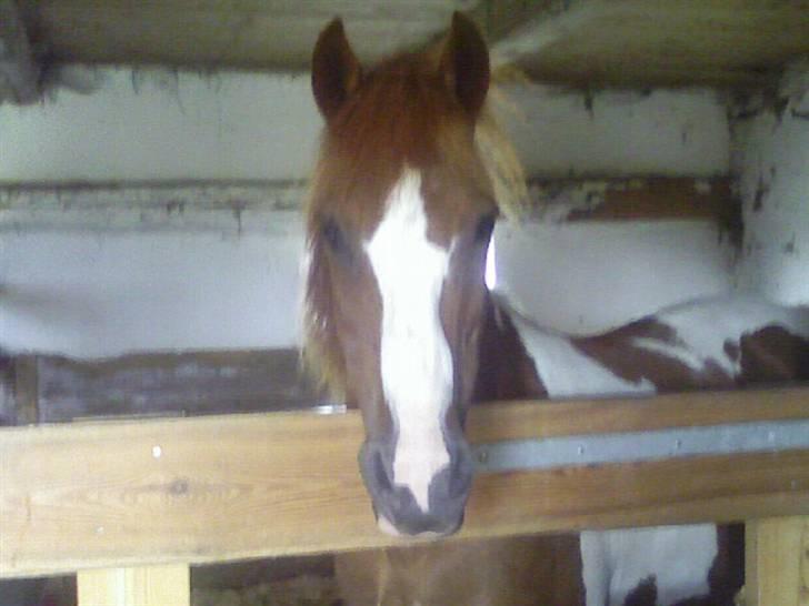 Anden særlig race Kalinca. billede 8