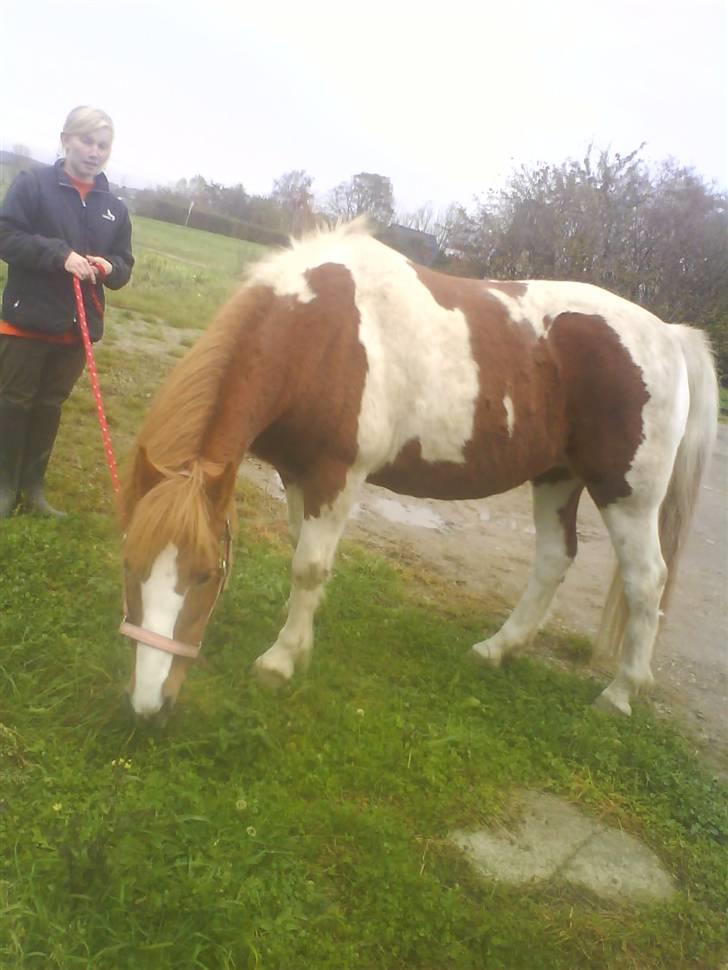 Anden særlig race Kalinca. billede 10