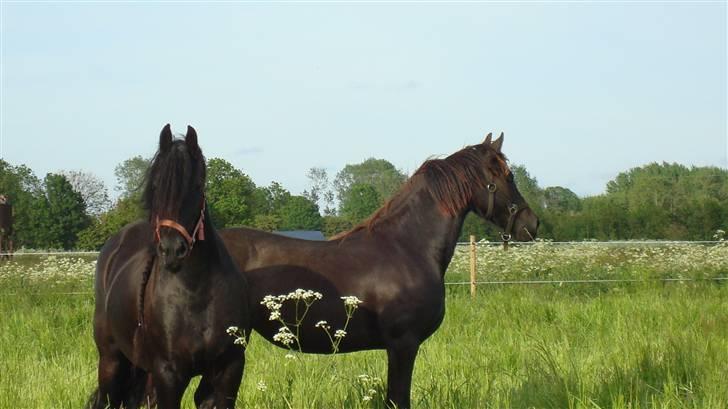 Frieser Antsje van de Martini - Her er smuksakken med siden til, 14 mdr gammel.... billede 16