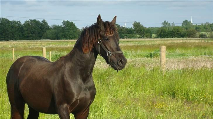 Frieser Antsje van de Martini - så smuk og dejlig - gangmaskine af rang;-) billede 17