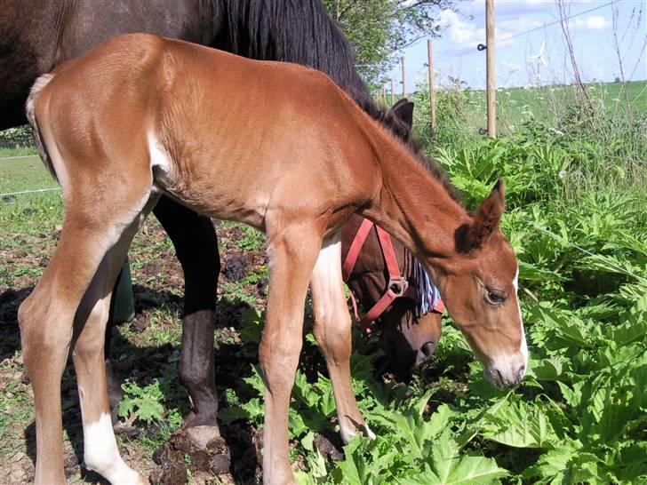 Anden særlig race fire walkers aslan billede 6