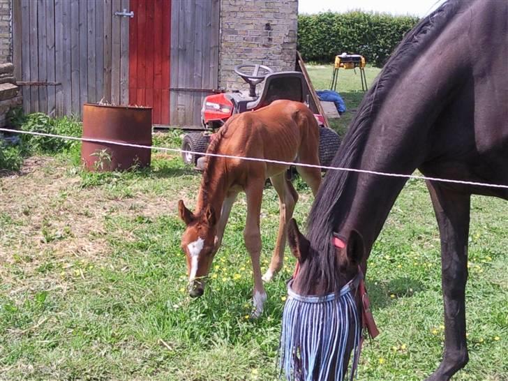 Anden særlig race fire walkers aslan billede 7