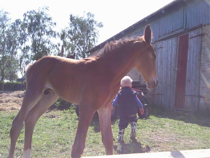 Anden særlig race fire walkers aslan billede 8