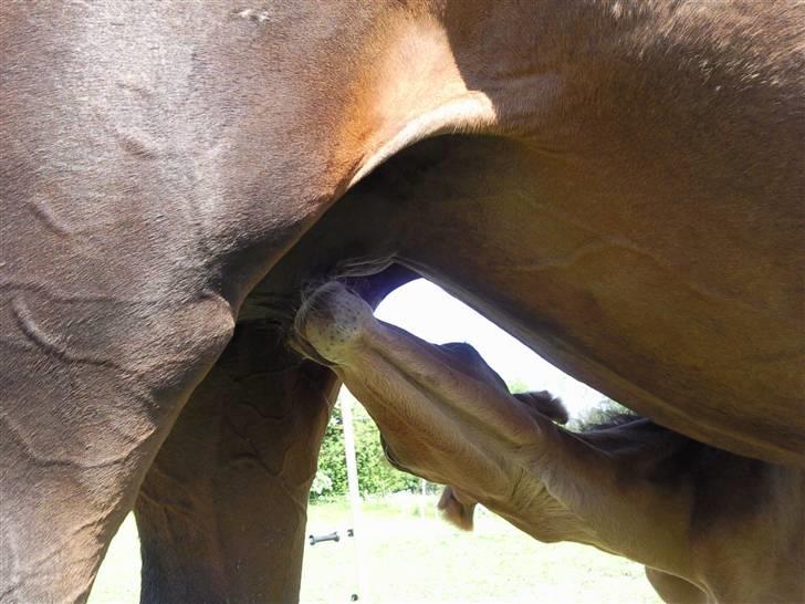 Anden særlig race fire walkers aslan billede 9