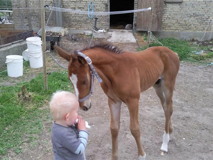 Anden særlig race fire walkers aslan billede 10