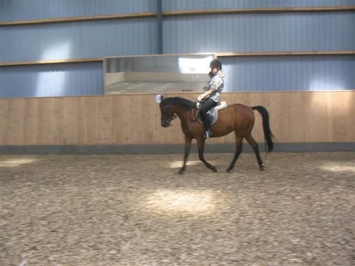 Anden særlig race Wieb *solgt* - Her rider jeg på Wiebi - det gik rigtig godt billede 4