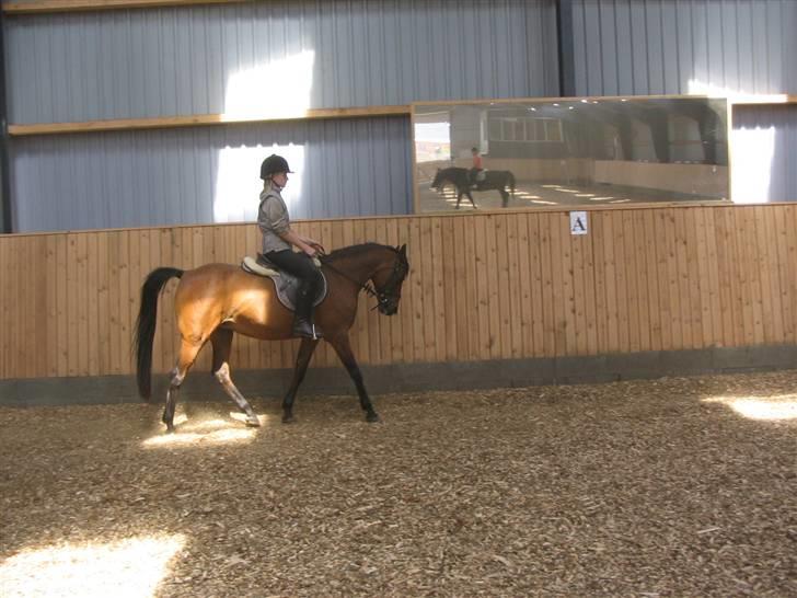 Anden særlig race Wieb *solgt* - Er hun ikke smuk? billede 5