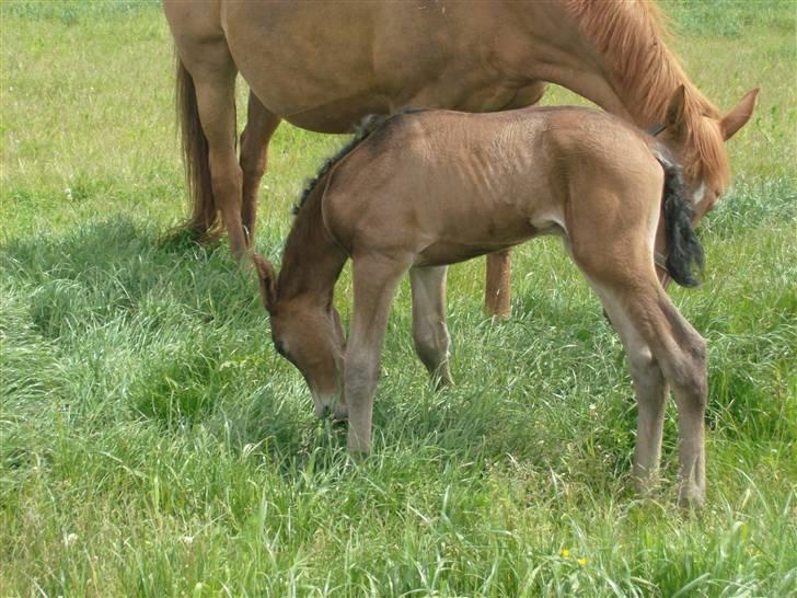 Barockpferd Kenai N billede 2