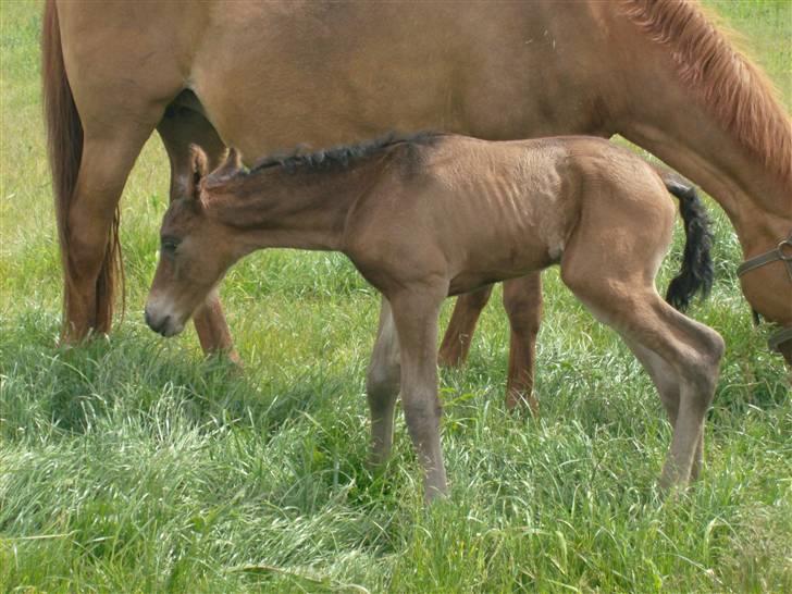 Barockpferd Kenai N billede 3