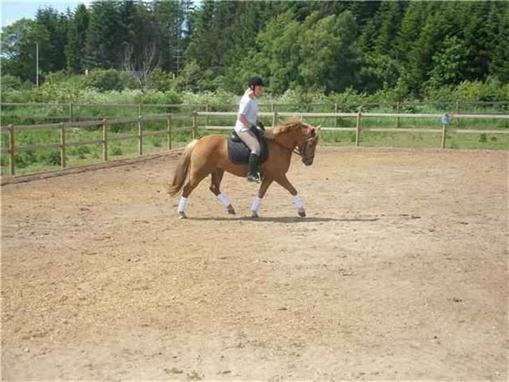DSP Miss Buterfly *SOLGT* - Juni 2009 Hun er så skøn! 1. gang med bandager billede 20