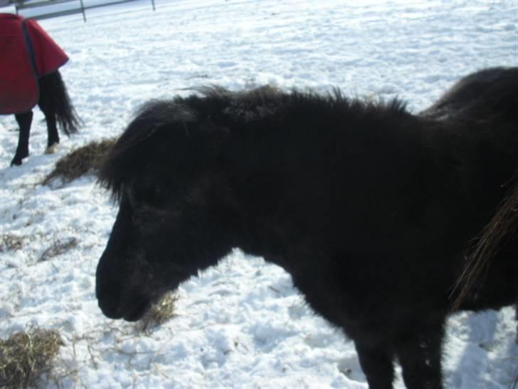 Shetlænder Sorte Anja "passer" - lille sorte mus i sneen<3 totaly utje! Foto: Miiq;) billede 15