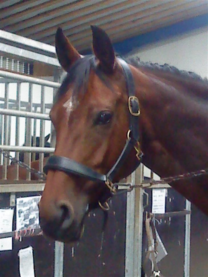 Hannoveraner santana - santana efterår 09:) billede 9