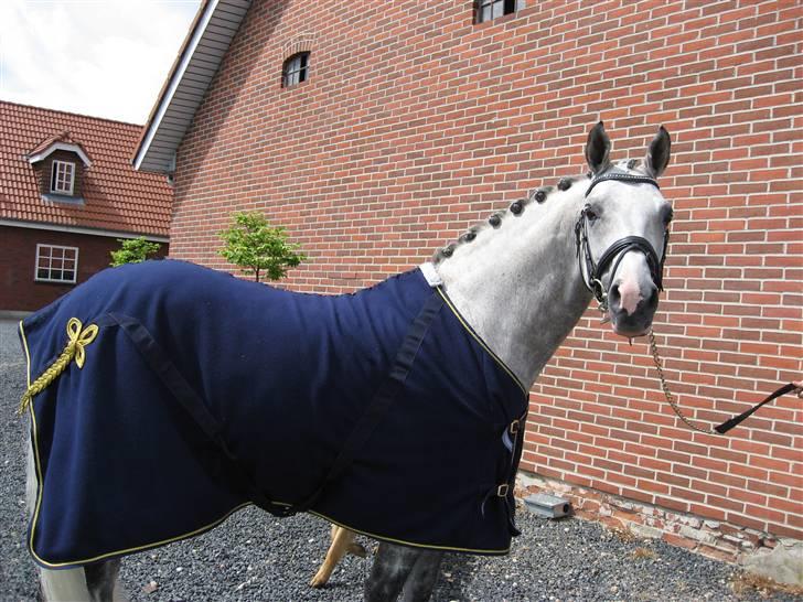 Arabisk fuldblod (OX) Rashid ox R.I.P. - her er Rashid som model<33 billede 20